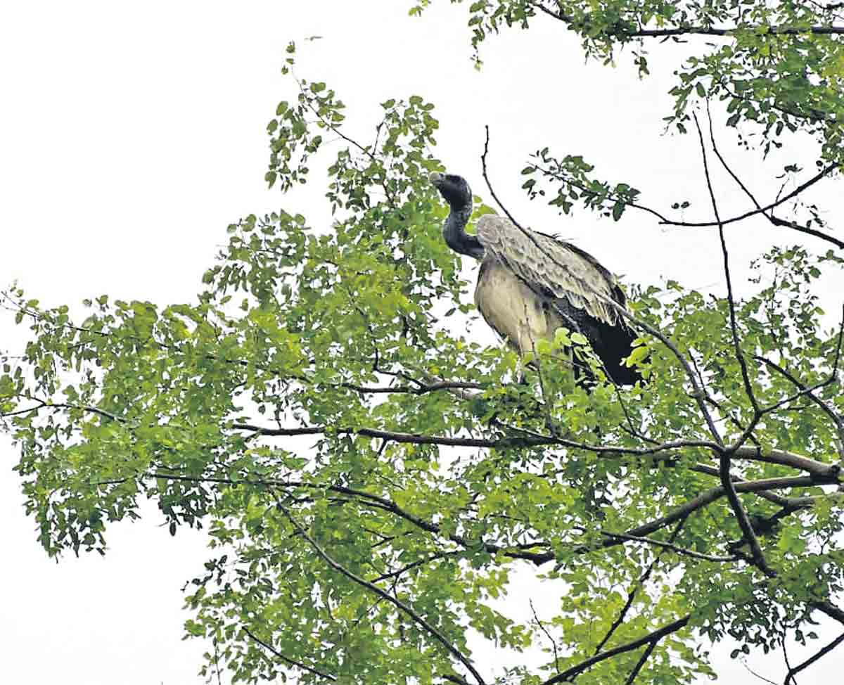 రాబందుల రెక్కల చప్పుడు