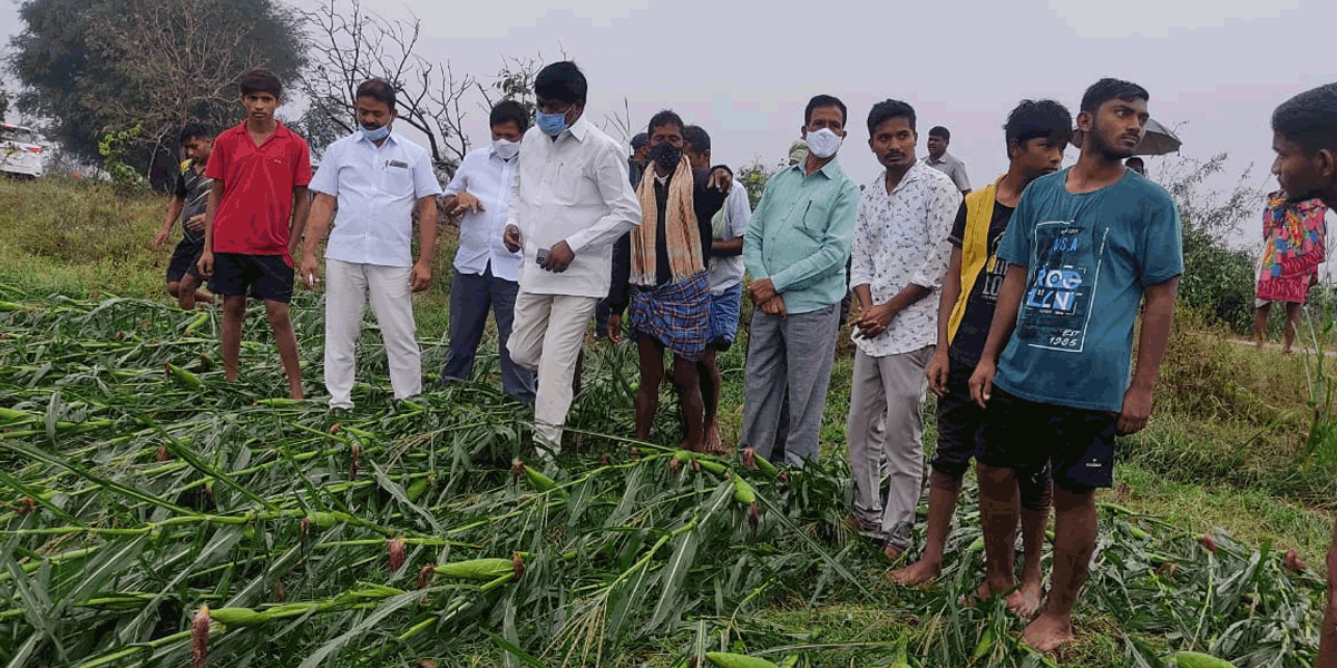 Warangal | వరంగల్‌ జిల్లాలో వర్ష బీభత్సం..నేలకొరిగిన పంటలు