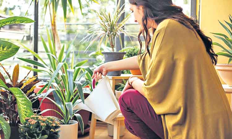 మొక్కలవల్లే చిక్కులు!