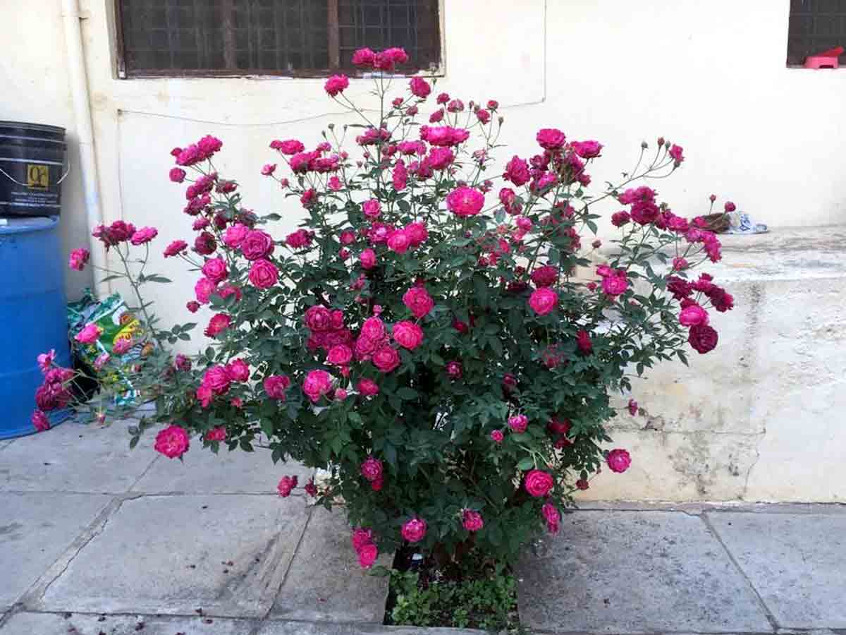 Rose Flower : గులాబీ మొక్క.. 150పూలు ఎంచక్కా..!