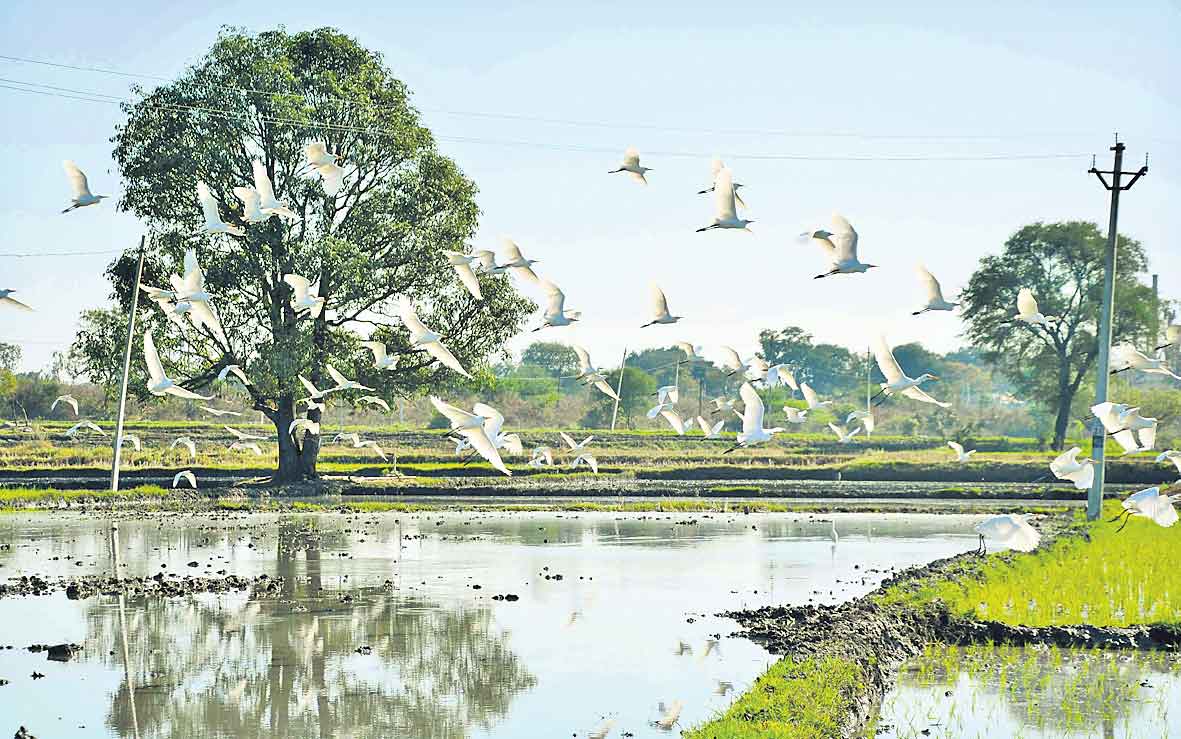 కొంగల విహారం.. ప్రకృతి పరవశం..