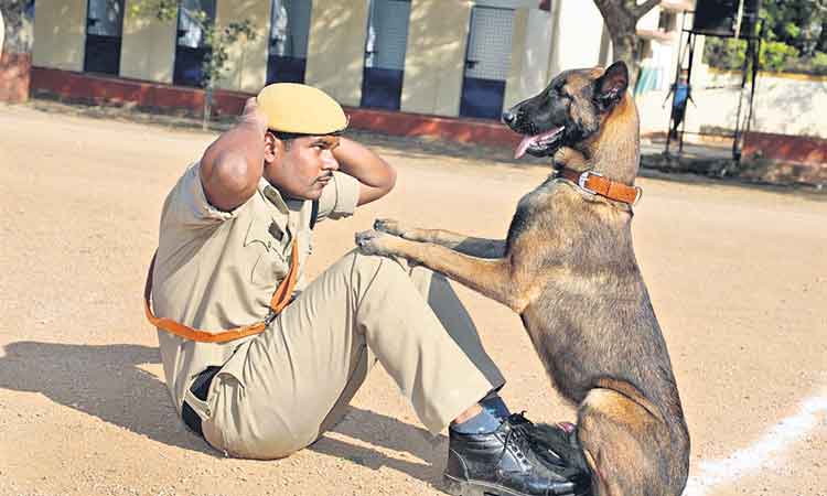 నేడు విధుల్లోకి 33 జాగిలాలు