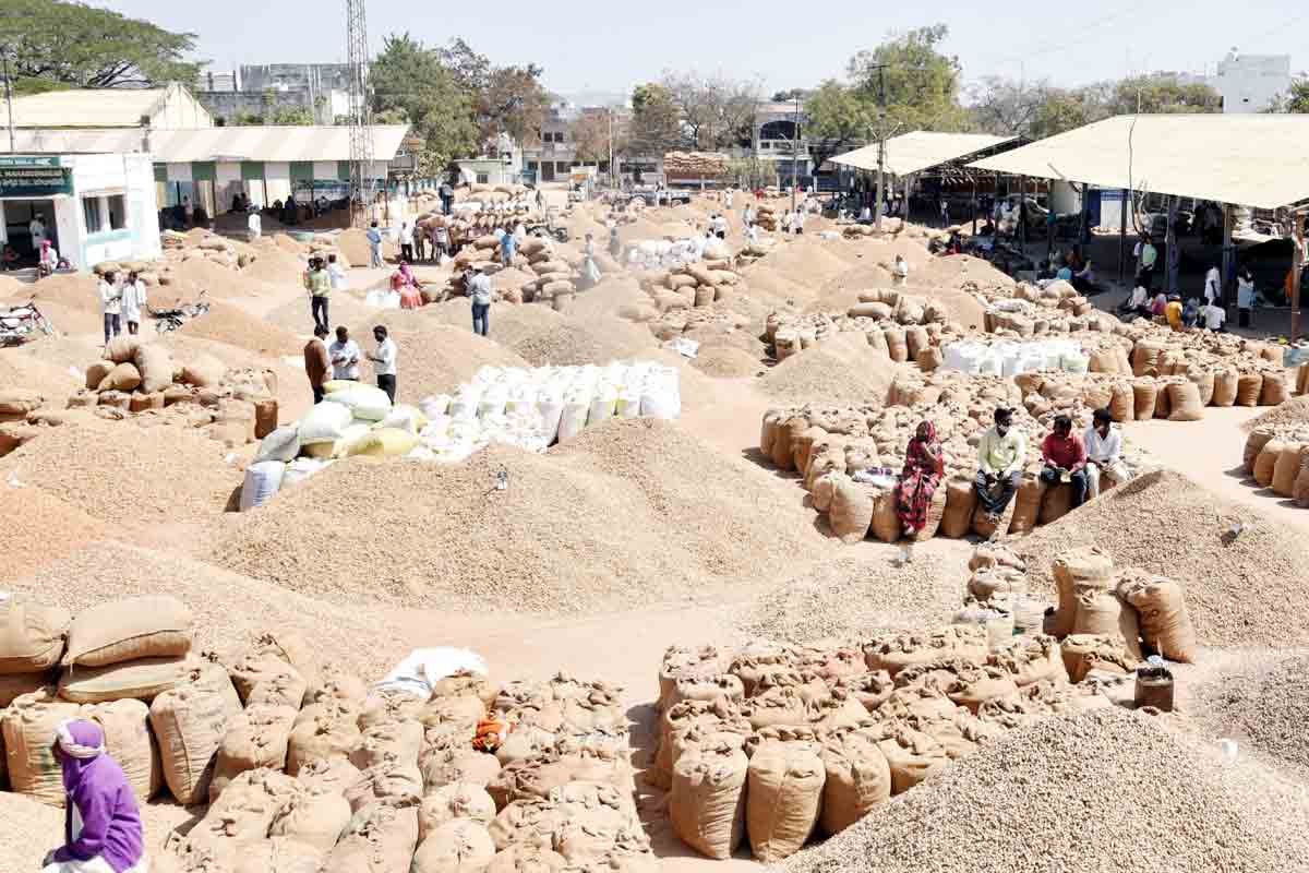 మెరిసిన వేరుశ‘నగ’