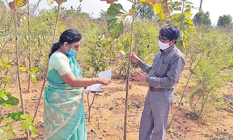 హరితహారానికి ప్రణాళికలు సిద్ధం చేయాలి