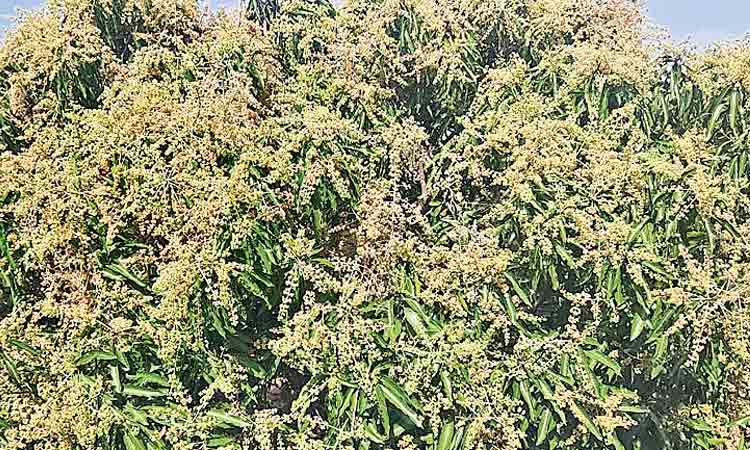 మామిడిపూత విరగబూసింది