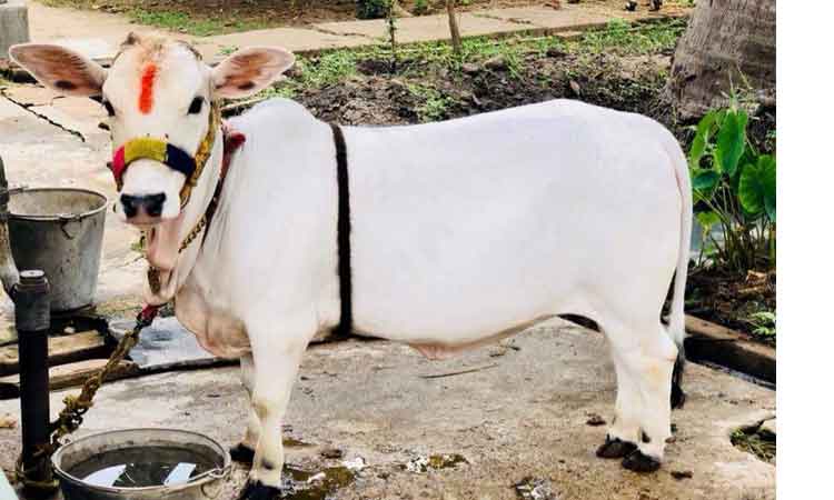 ‘పుంగనూరు ఆవు’ పేరిట స్టాంప్ విడుదల.. ప్రత్యేకత ఏమిటీ ?
