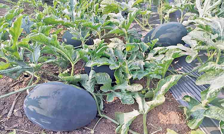 తీరొక్క పంట.. సిరులు ఇంట..