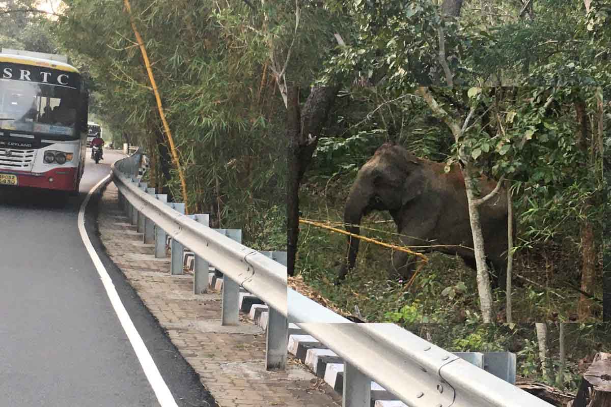 తిరుమల మొదటి ఘాట్ రోడ్డులో ఏనుగుల హల్ చల్..