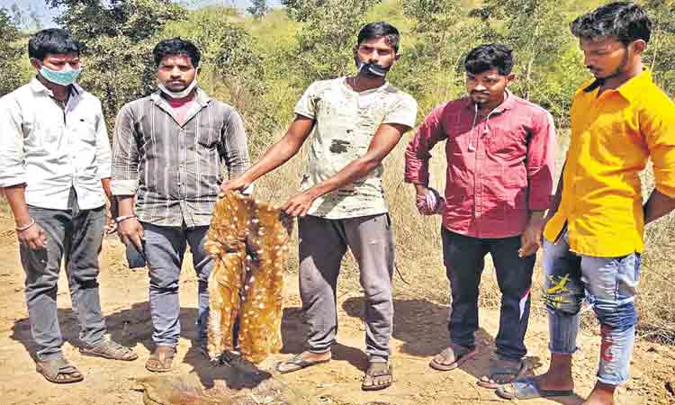 వేటగాళ్ల ఉచ్చుకు దుప్పి బలి