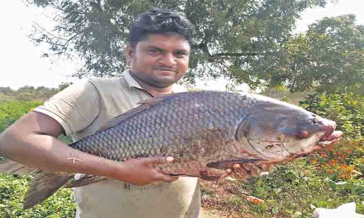 ఎస్సారెస్పీ కాల్వలో 12 కిలోల మీనం