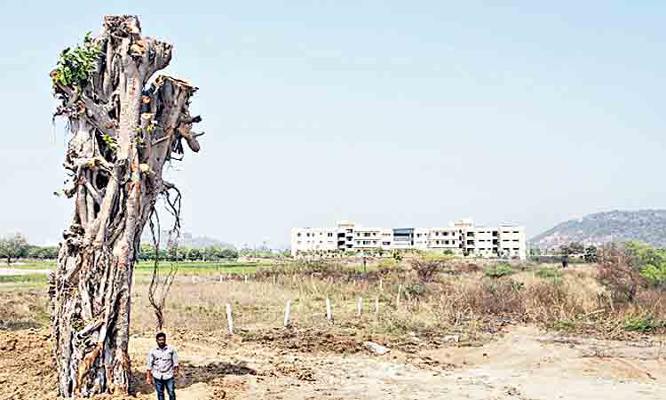 70 ఏండ్ల మర్రి చెట్టుకు పునర్జన్మ