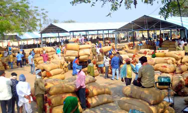 పోటెత్తిన ఎర్ర బంగారం