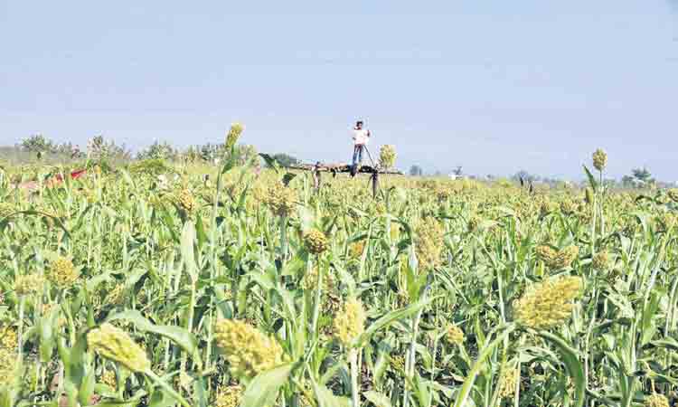 రికార్డుస్థాయిలో తగ్గిన వరి