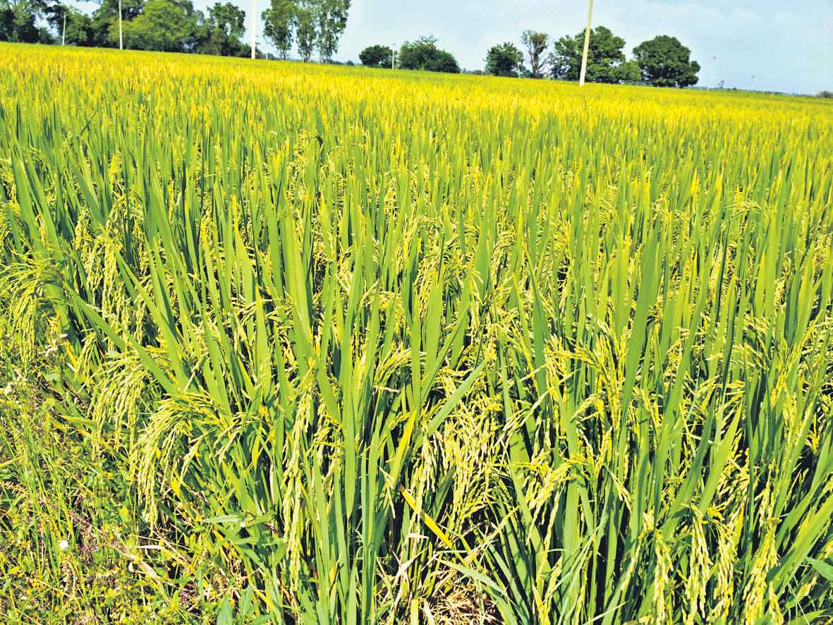 వ్యవసాయంలో తెలంగాణ ఆదర్శం