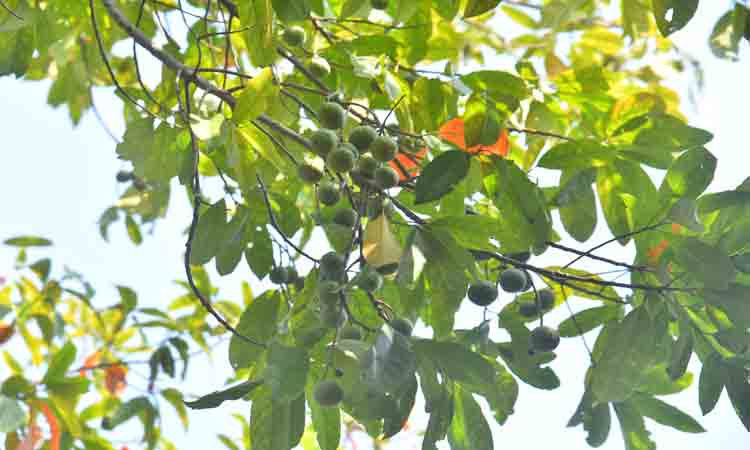 మన నేలపై రుద్రాక్ష