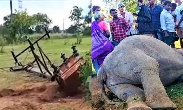 విద్యుత్‌ షాక్‌తో ఏనుగు మృతి..