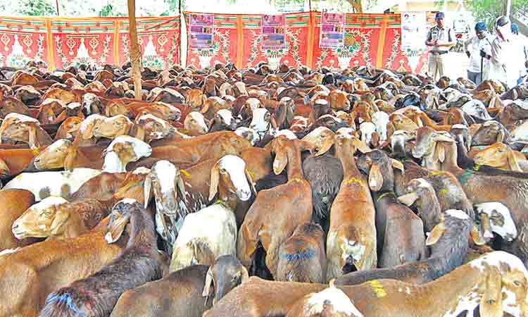 మార్చిలో రెండో విడత గొర్రెల పంపిణీ