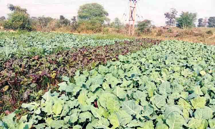 సీజనల్ వెజిటెబుల్స్‌