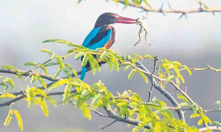 కవ్వాల్‌లో ఫస్ట్‌ బర్డ్‌వాక్‌