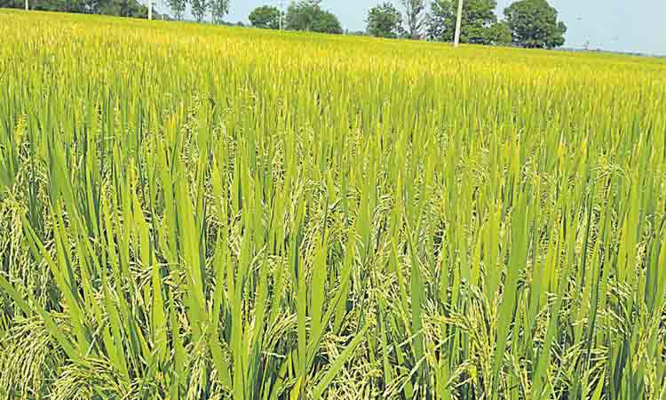 రైతు సంక్షేమం.. సాగుకు స్వర్ణయుగం