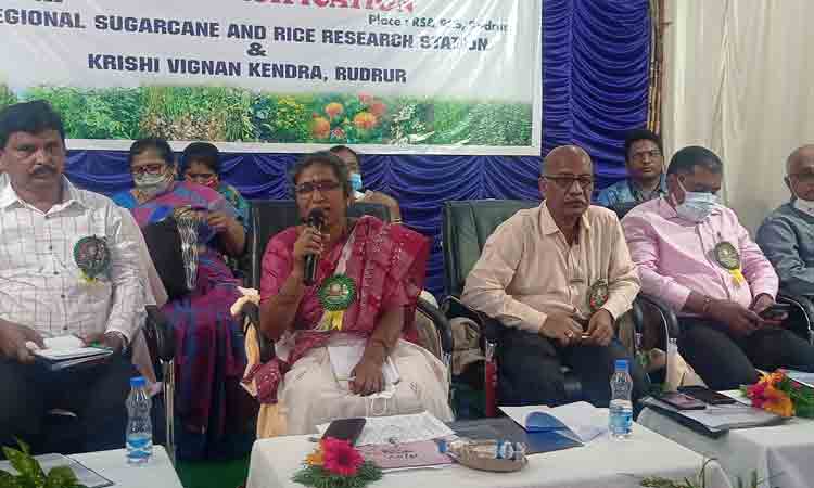 ‘నూనె గింజల సాగుపై దృష్టి సారించాలి’