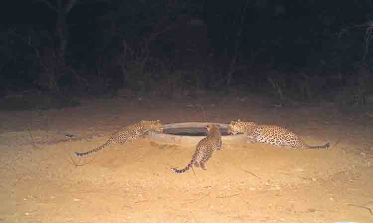 చిరుతల సందడి!