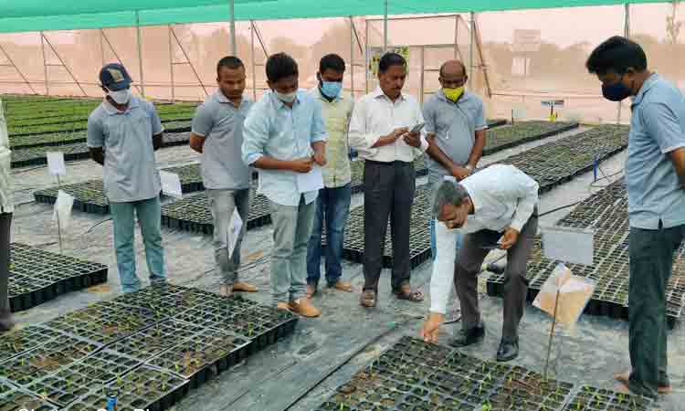 ఆయిల్‌పామ్‌ మొక్కల పెంపకం బాగుంది