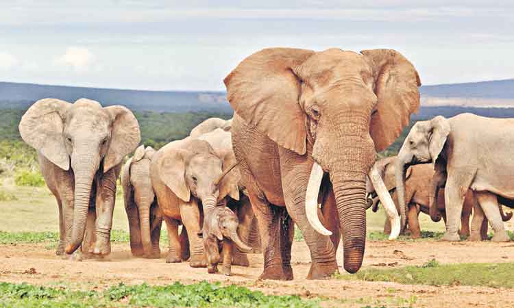 వన్యప్రాణులకు ముప్పు