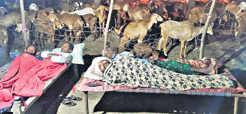 గొర్ల మంద వద్ద ‘దూదిమెట్ల’ పల్లెనిద్ర