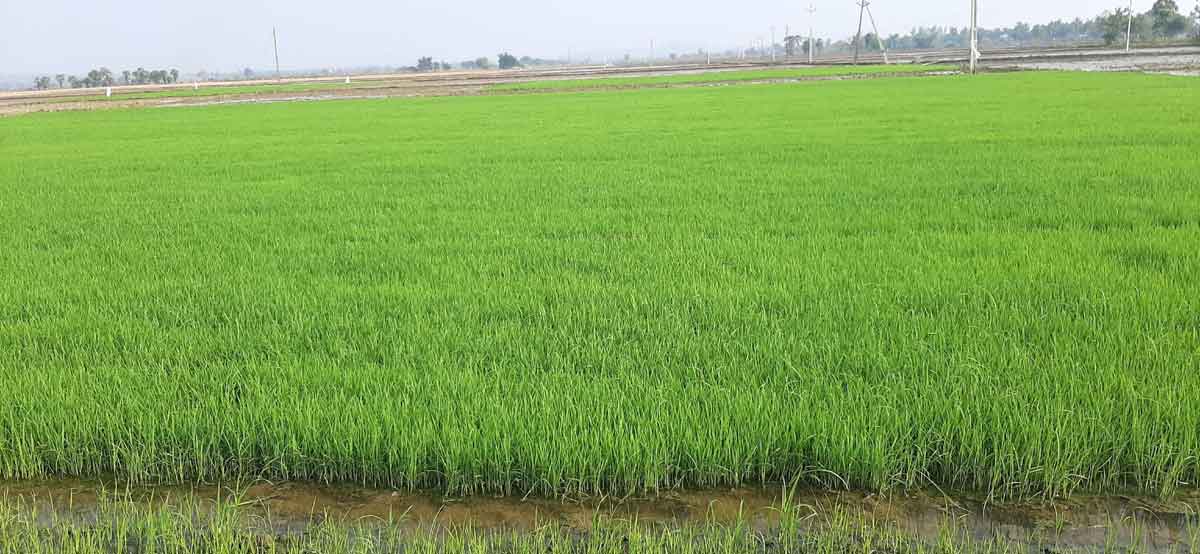 యాసంగి సాగు @ లక్ష ఎకరాలు