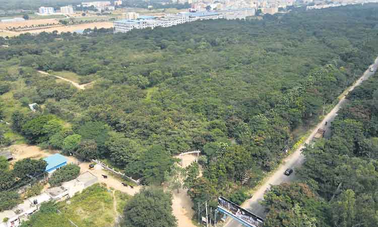 వరల్డ్‌ ట్రీ సిటీగా హైదరాబాద్‌