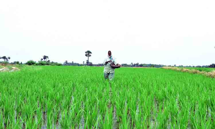 తగ్గిన వరి సాగు