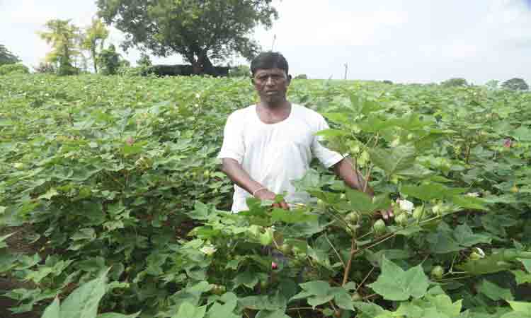 పత్తి రైతుకు స్వర్ణయుగం