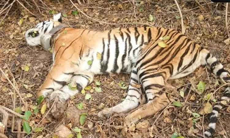 పెద్దపులి మృతి ఘటనలో నలుగురిపై చర్యలు..