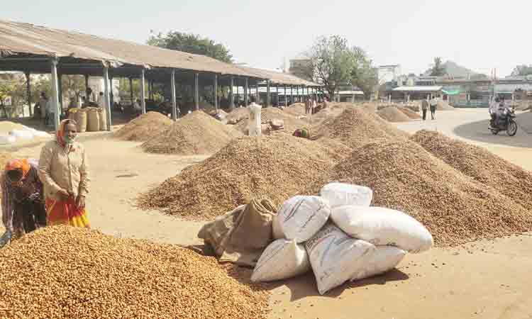 రూ.6,591 ధర పలికిన వేరుశనగ