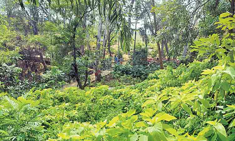 ఆహ్లాదం పంచుతున్నపచ్చందాలు