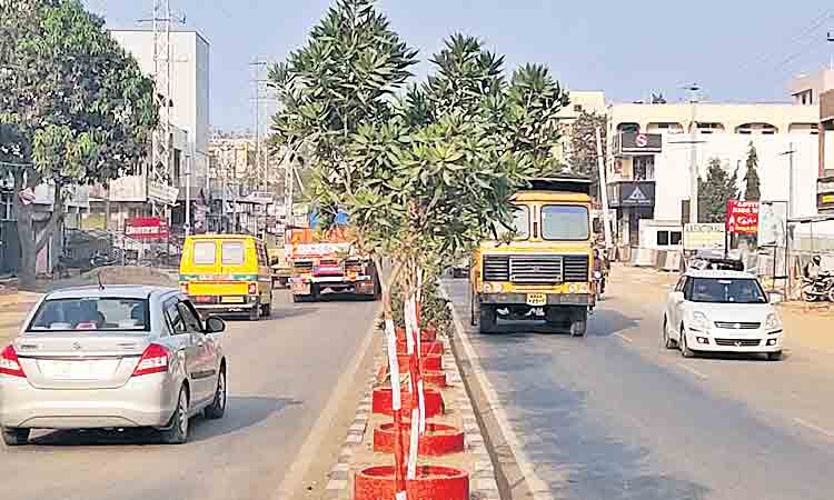 హరిత మొక్కలు.. ప్రకృతి అందాలు