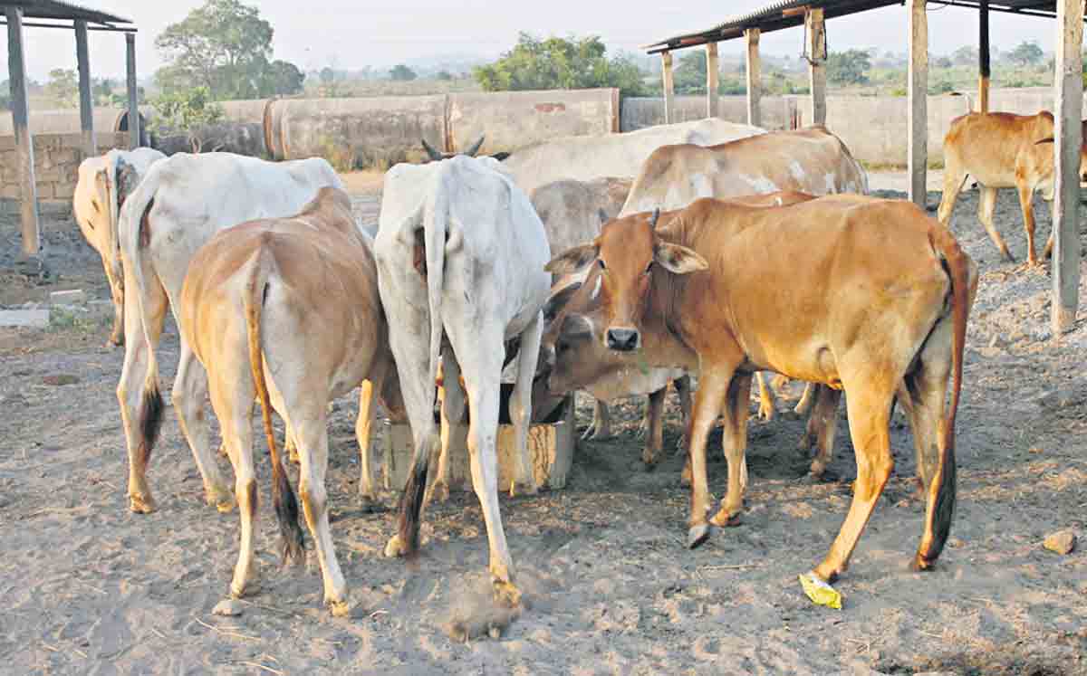 పాడి కోసం.. పౌష్టికాహారం!