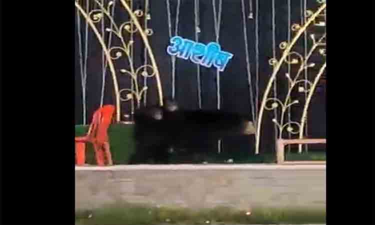 Viral Video: వివాహ విందుకు పిలువని అతిథులు… పిల్లలతో కలిసి వచ్చిన ఎలుగుబంటి