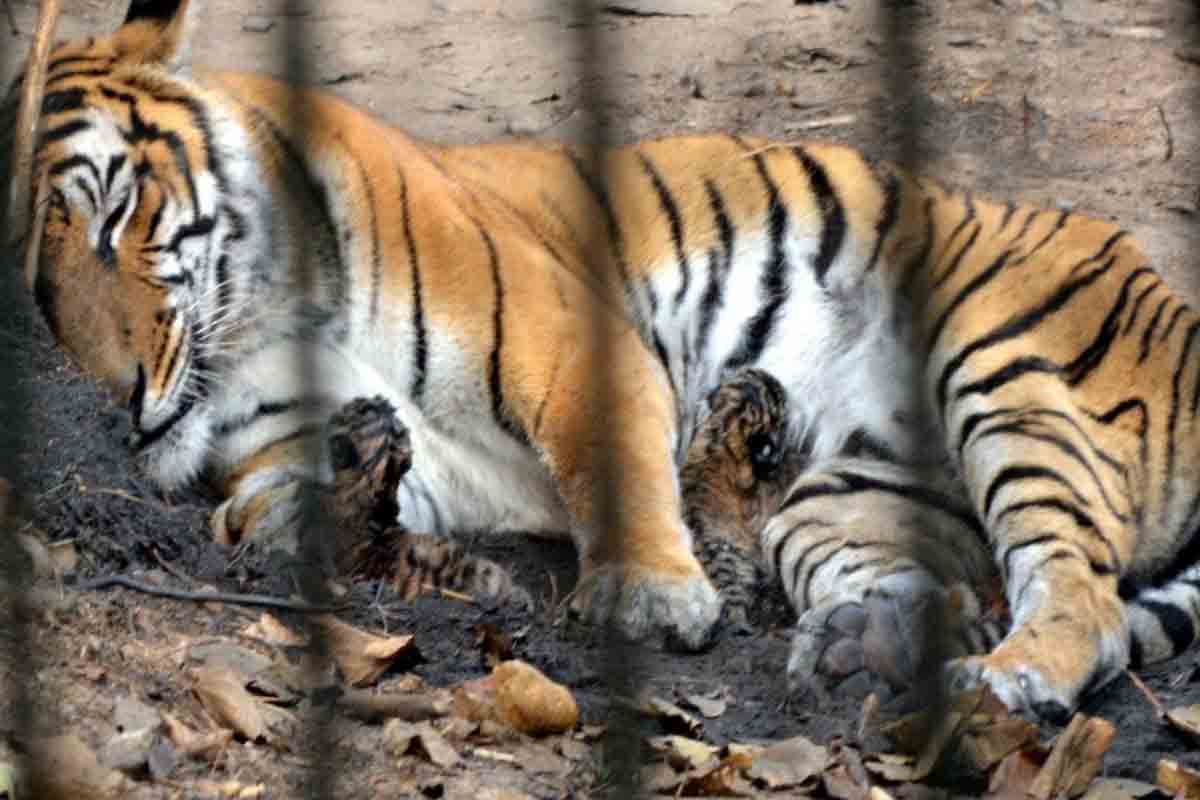 రెండు పిల్లలకు జన్మనిచ్చిన రాయల్ బెంగాల్ పులి