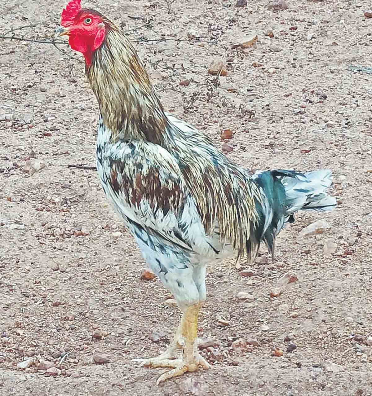 కొక్కెరకో!