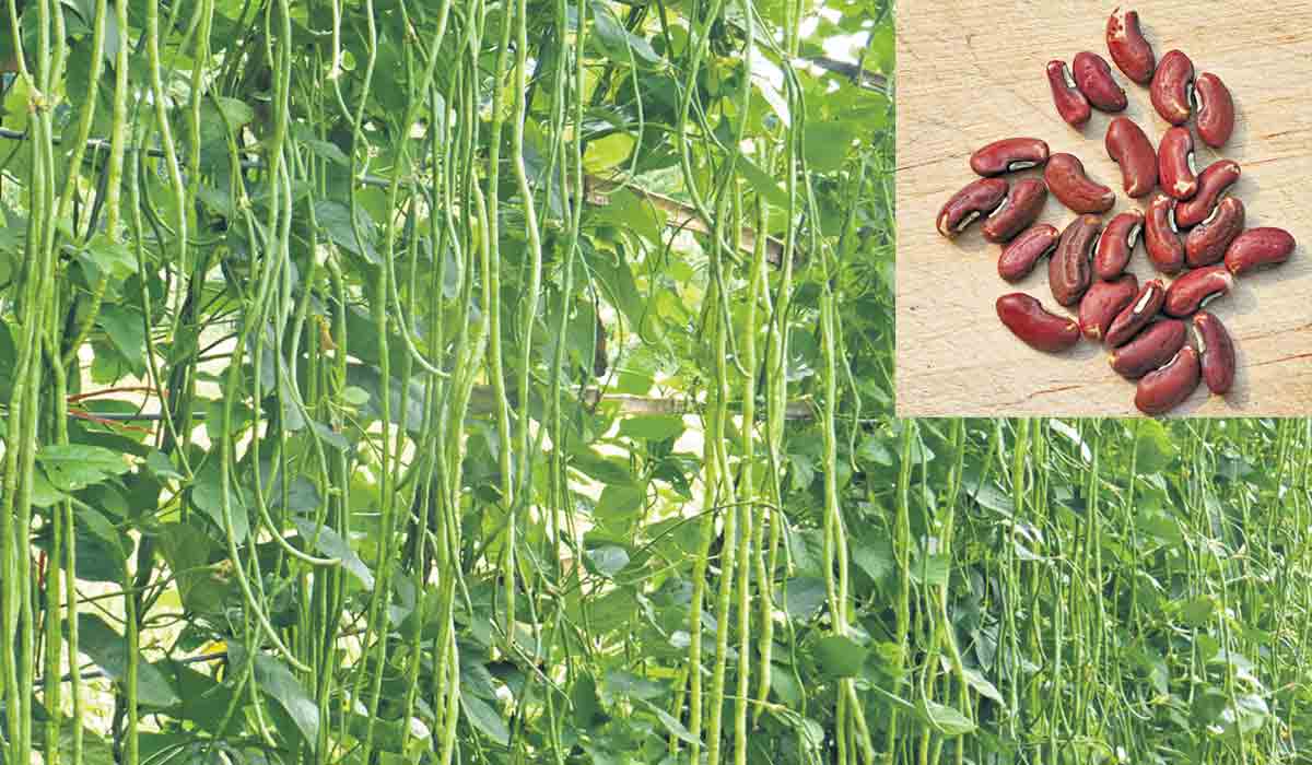 మేలైన పంట.. జడ బొబ్బర!