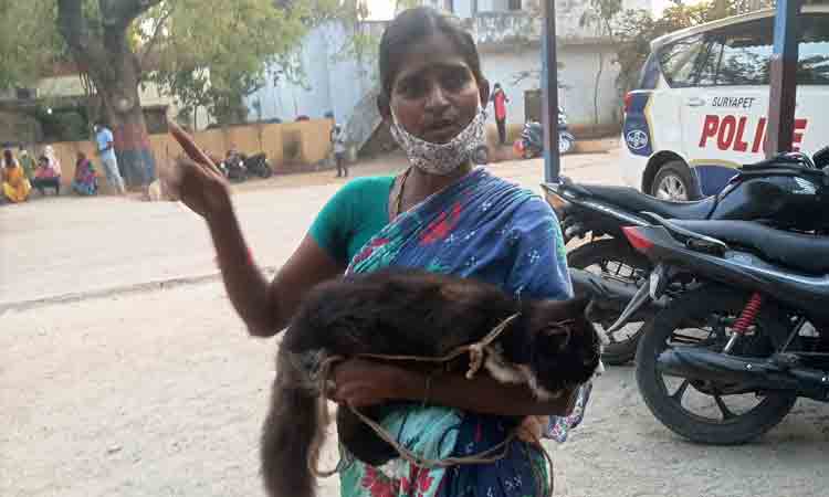 పెంపుడు పిల్లి తెచ్చిన లొల్లి