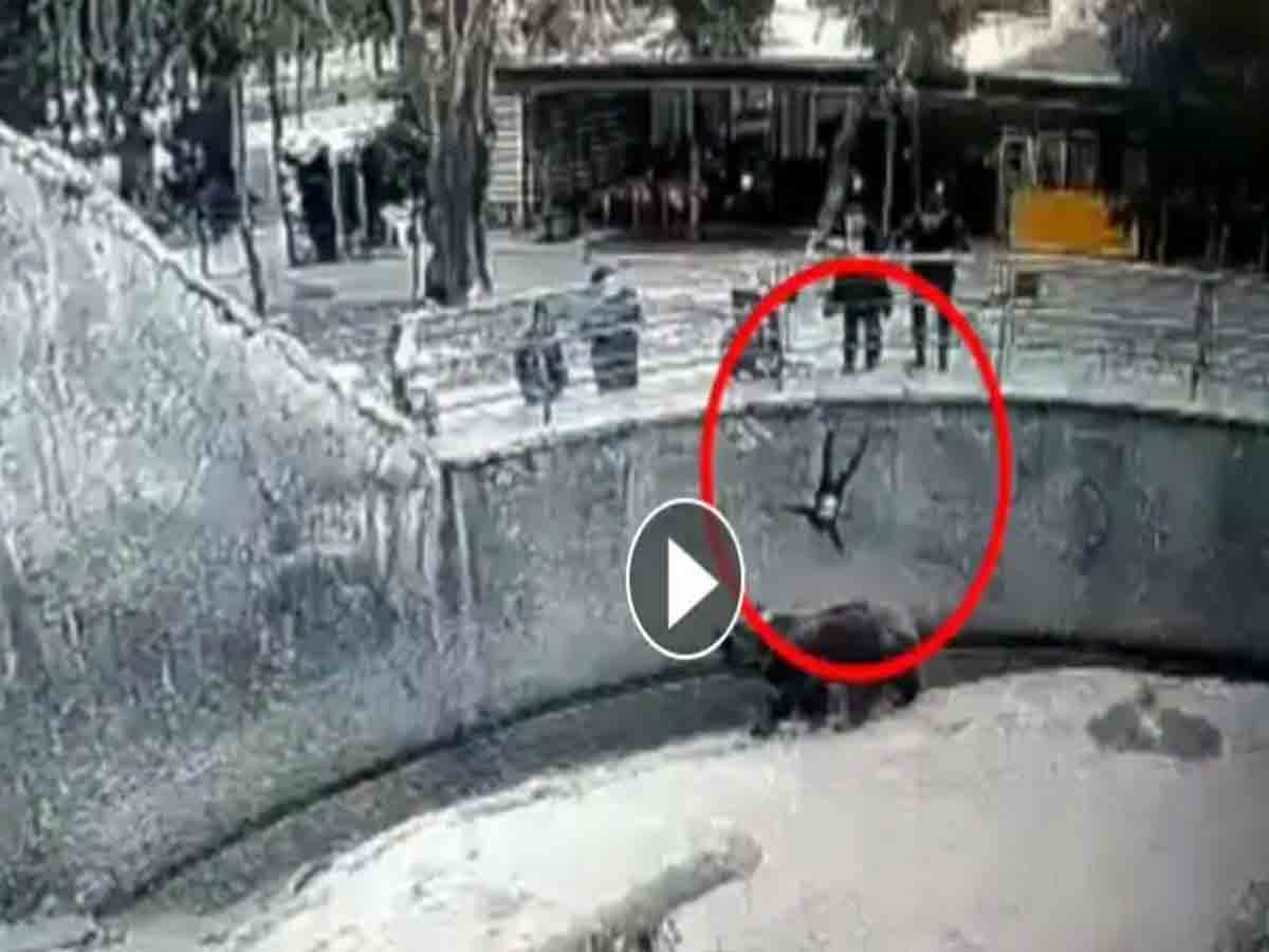 chilling video: ఎలుగుబంటి వద్దకు కుమార్తెను విసిరేసిన మహిళ.. తర్వాత ఏమైందంటే?