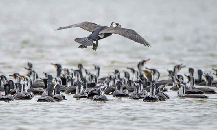 కోరింగ వన్యప్రాణుల అభయారణ్యంలో ముగిసిన పక్షుల గణన