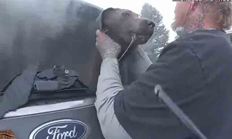 కాలిపోతున్న కారులో చిక్కుకున్న కుక్క… కాపాడిన పోలీస్‌