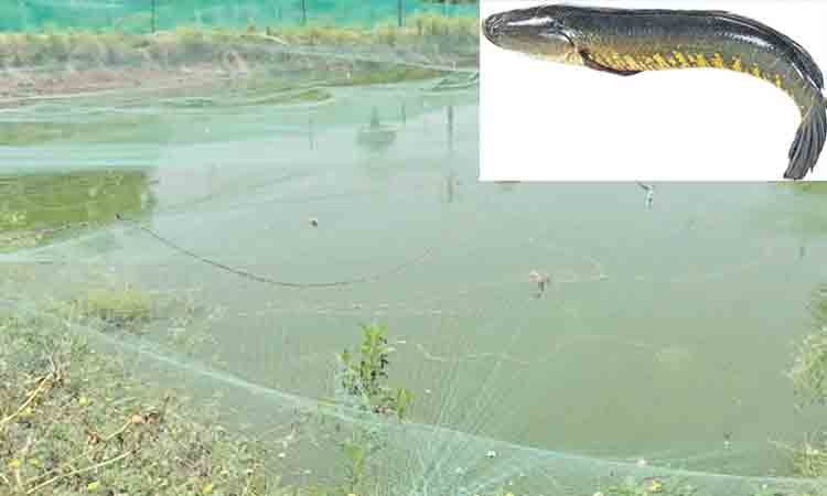 చెరువులో కలుపు!