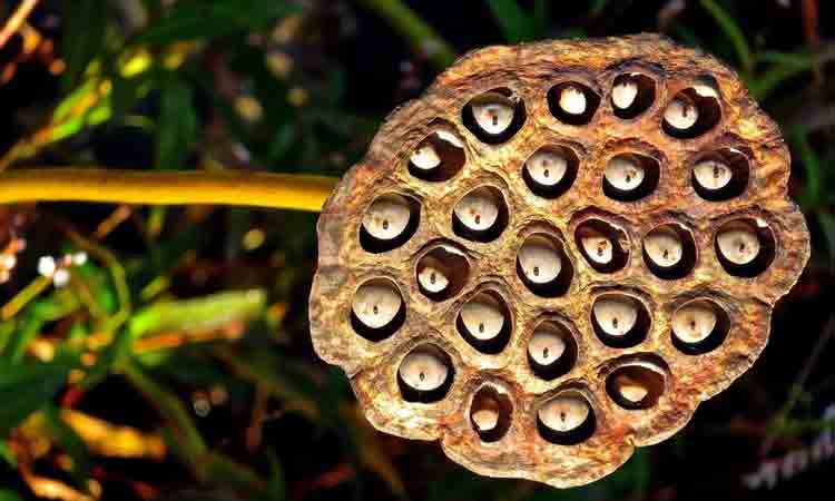 ఈ గింజ‌ల‌ను త‌క్కువ అంచ‌నా వేయ‌కండి.. ఇవి తింటే ఎన్ని లాభాలో..!