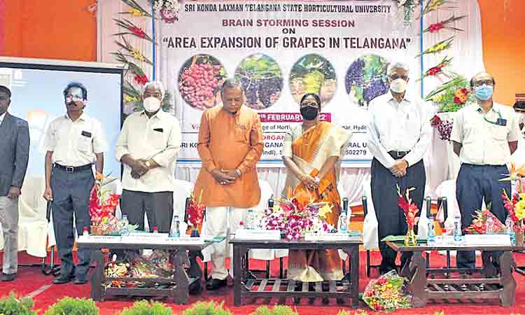 ద్రాక్ష సాగుకు పరిస్థితులు అనుకూలం