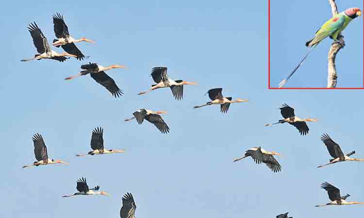 ముగిసిన బర్డ్‌వాక్‌ ఫెస్టివల్‌